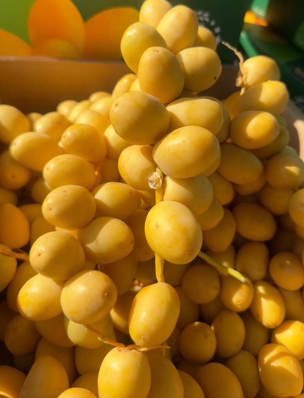 منتج