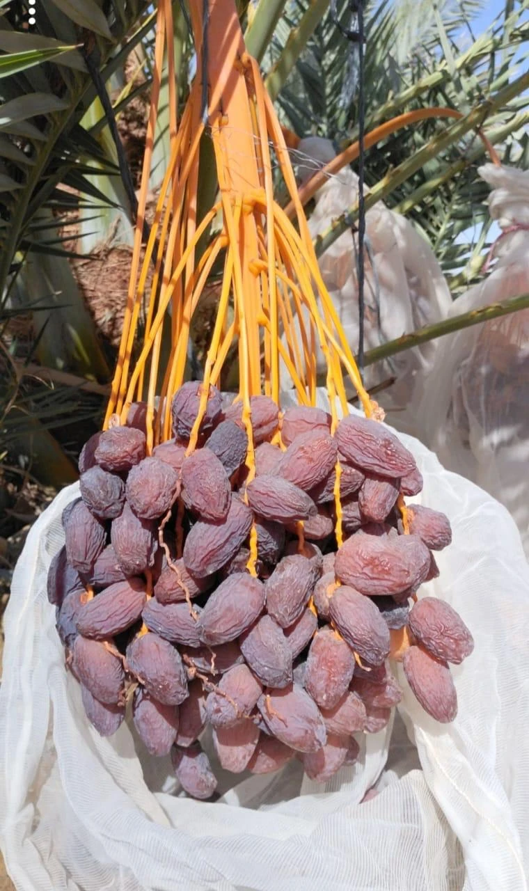منتج